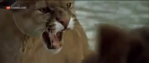 The mountain lion and the bear. - Videos - VidMax.com