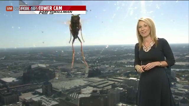 Meteorologist Freaks Out On Live Tv Over A Big Ass Bee Videos Vidmax