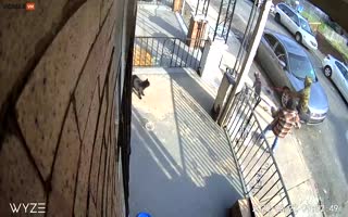 Two Monsters Let Their Dog Maul A Cat And Laugh In Philadelphia